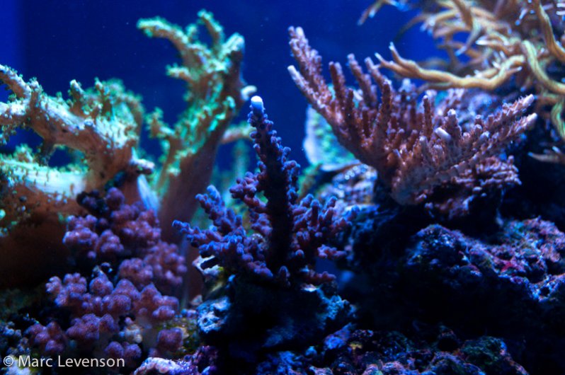 Name:  drews-corals-822.jpg
Views: 801
Size:  95.0 KB
