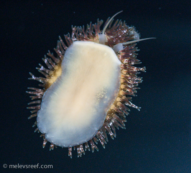 Name:  latenight-cowrie-on-glass.jpg
Views: 337
Size:  286.8 KB