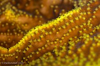 Click image for larger version

Name:	latenight-turbinaria-polyps.jpg
Views:	117
Size:	228.8 KB
ID:	10283