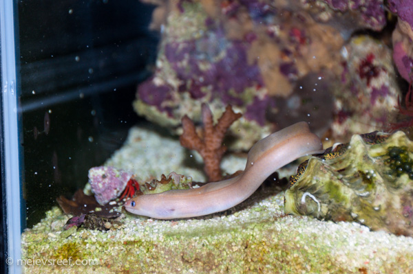 Name:  eels-6.jpg
Views: 381
Size:  150.4 KB