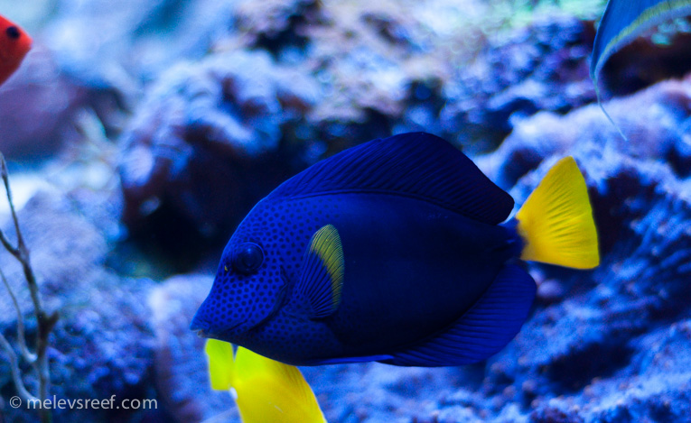 Name:  purple-tang.jpg
Views: 1916
Size:  191.8 KB