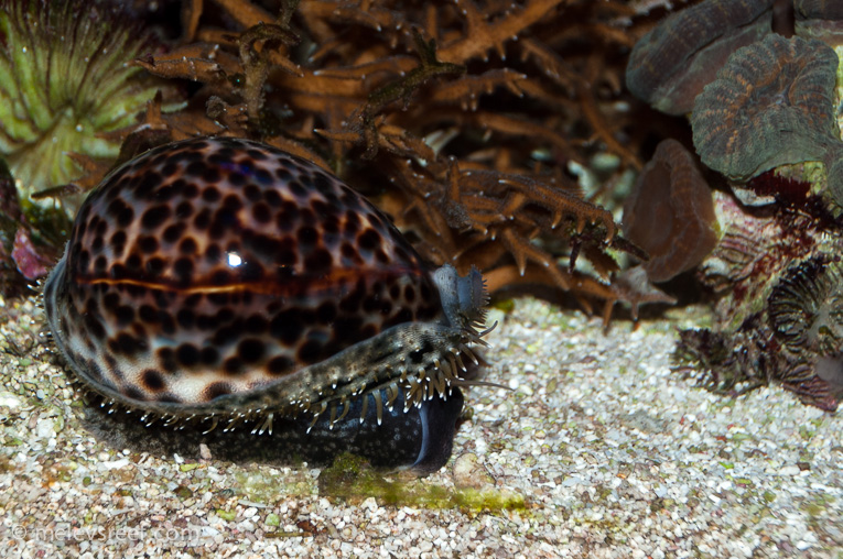 Name:  tiger-cowrie.jpg
Views: 493
Size:  269.0 KB