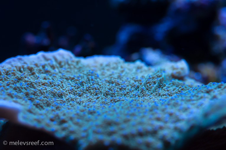 Name:  depth-of-field-blue-polyped.jpg
Views: 977
Size:  176.0 KB