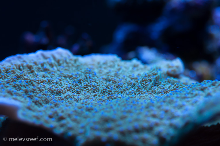 Name:  depth-of-field-blue-polyped.jpg
Views: 1111
Size:  176.0 KB