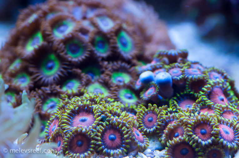 Name:  zoas-patch.jpg
Views: 1063
Size:  244.9 KB