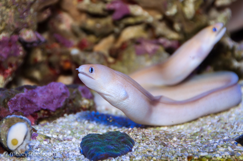 Name:  eel-pair.jpg
Views: 553
Size:  193.7 KB