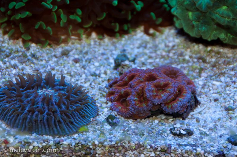 Name:  rainbow-acan.jpg
Views: 567
Size:  104.4 KB