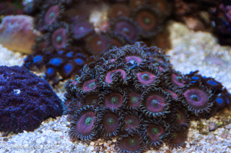 Name:  some-zoas.jpg
Views: 528
Size:  253.9 KB