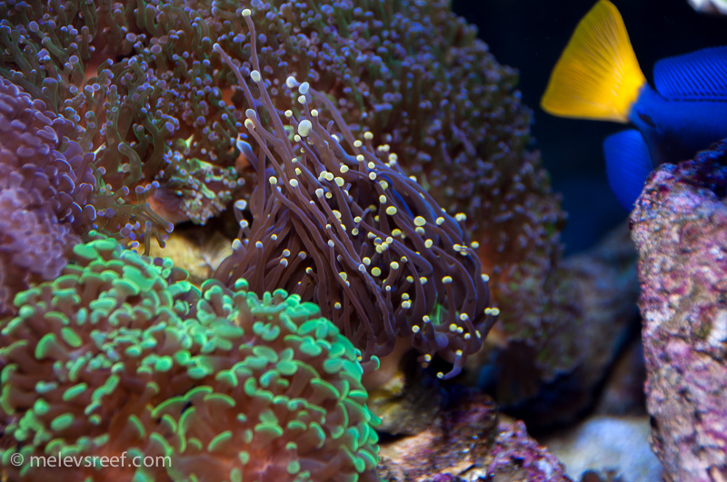 Name:  torch-coral.jpg
Views: 533
Size:  274.6 KB