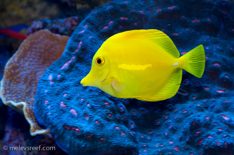 Name:  yellow-tang.jpg
Views: 576
Size:  238.3 KB