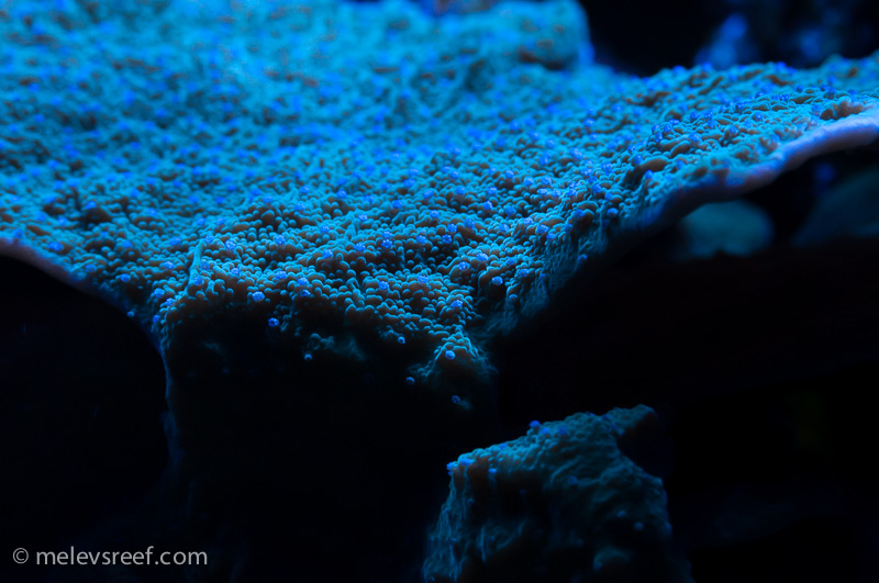 Name:  blue-polyp-monti-oo.jpg
Views: 1543
Size:  204.0 KB