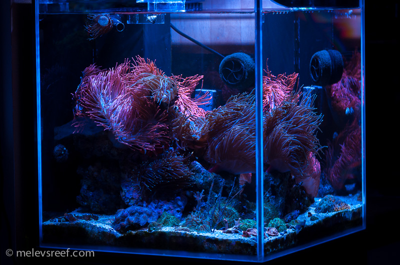 Name:  anemone-cube-fts-angled.jpg
Views: 507
Size:  276.5 KB