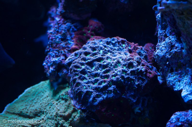 Name:  war-coral.jpg
Views: 410
Size:  92.6 KB