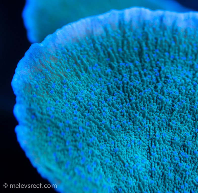 Name:  blue-polyp-monti-011815.jpg
Views: 1750
Size:  123.3 KB