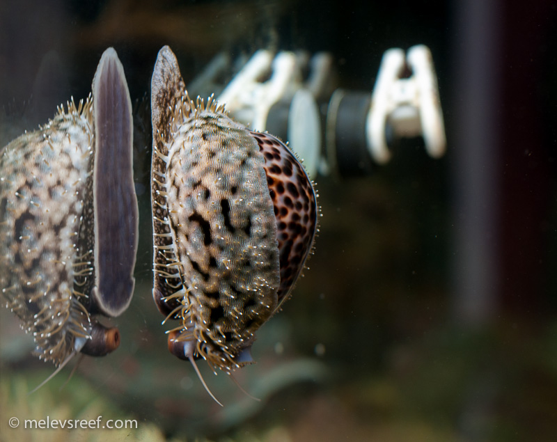 Name:  tiger-cowrie-on-glass-ra-3.jpg
Views: 629
Size:  220.5 KB