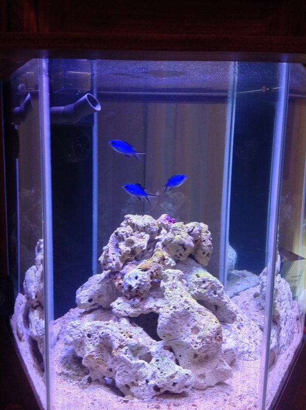 Name:  New Additions to Tank.jpg
Views: 444
Size:  168.5 KB