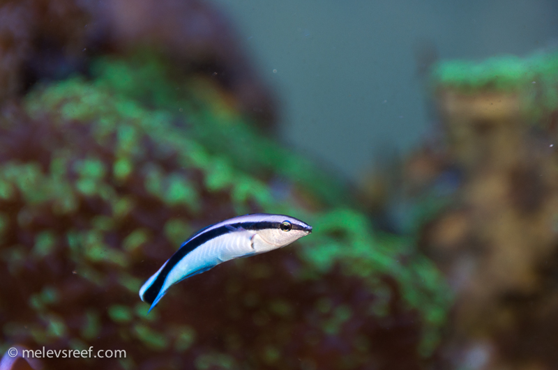 Name:  cleaner-wrasse.jpg
Views: 587
Size:  244.3 KB