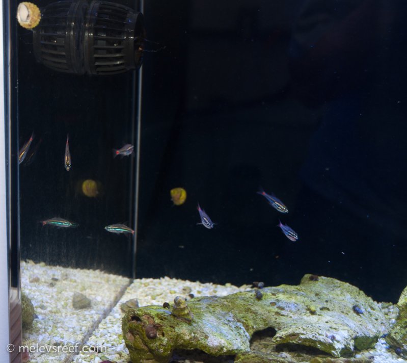 Name:  red-spot-cardinalfishs.jpg
Views: 1431
Size:  69.0 KB