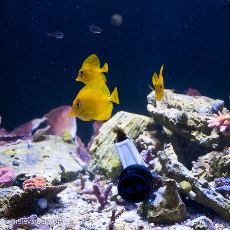 Name:  cb-yellow-tangs.jpg
Views: 1747
Size:  122.1 KB