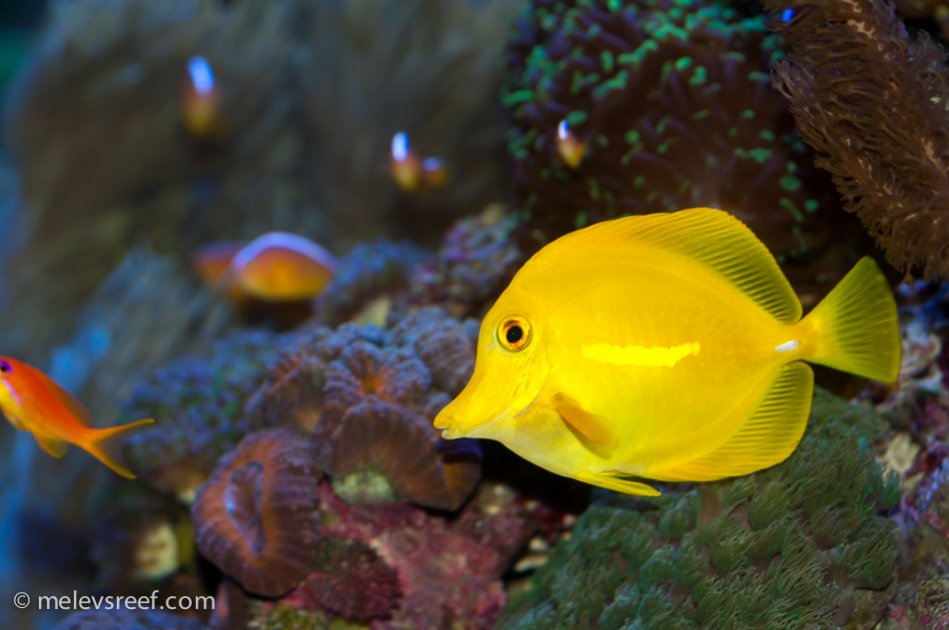 Name:  yellow-tang-frick-814.jpg
Views: 3721
Size:  78.6 KB