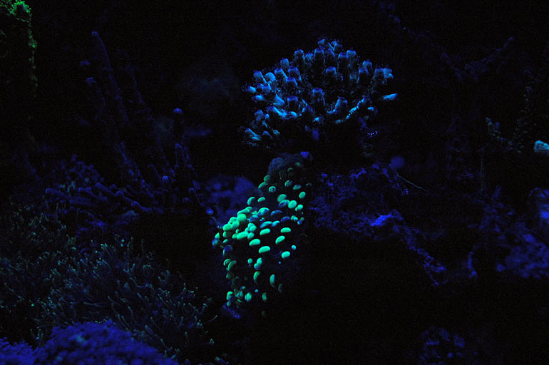 Name:  ic_led_corals_glo1.jpg
Views: 182
Size:  65.2 KB