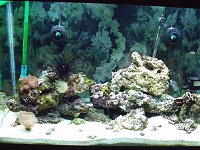 Click image for larger version

Name:	2010_0204fishtankphotos0011.jpg‎
Views:	248
Size:	184.9 KB
ID:	2574
