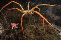 Click image for larger version

Name:	RTEmagicC_Sea_spider_British_Antarctic_Survey.jpg[1].jpg
Views:	325
Size:	12.1 KB
ID:	3145