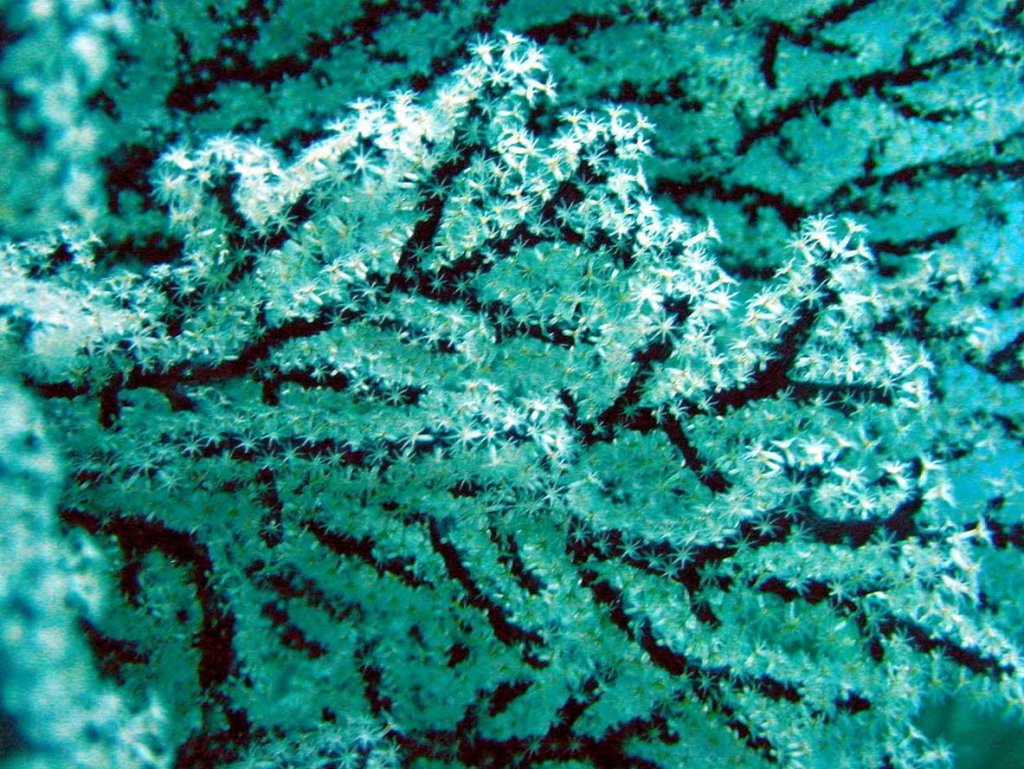 Name:  black coral.jpg
Views: 3339
Size:  223.9 KB