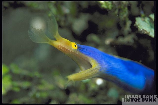 Name:  ribbon eel.jpg
Views: 1349
Size:  31.8 KB