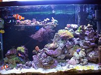 Click image for larger version

Name:	joyces 29gallon reef 031.jpg‎
Views:	291
Size:	203.7 KB
ID:	4549