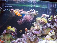 Click image for larger version

Name:	joyces 29gallon reef 041.jpg‎
Views:	267
Size:	212.1 KB
ID:	4550