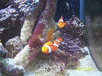 Click image for larger version

Name:	clown fish spawn 015.jpg‎
Views:	400
Size:	202.1 KB
ID:	4570