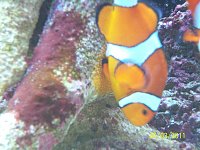 Click image for larger version

Name:	clown fish spawn 017.jpg‎
Views:	389
Size:	122.1 KB
ID:	4571