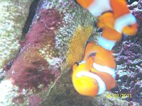 Click image for larger version

Name:	clown fish spawn 019.jpg‎
Views:	382
Size:	124.9 KB
ID:	4572