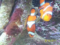 Click image for larger version

Name:	clown fish spawn 022.jpg‎
Views:	410
Size:	142.3 KB
ID:	4573