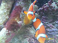 Click image for larger version

Name:	clown fish spawn 025.jpg‎
Views:	387
Size:	159.9 KB
ID:	4574