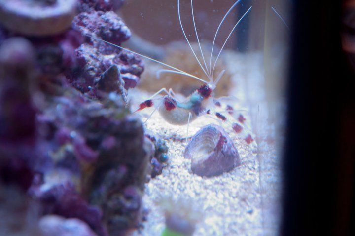 Name:  Preg Shrimp.jpg
Views: 2594
Size:  48.3 KB