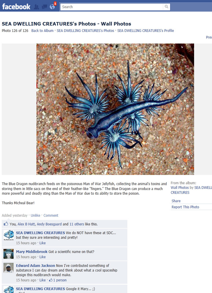 Name:  sdc_GLAUCUS-ATLANTICUS.jpg
Views: 2524
Size:  192.1 KB