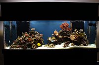 Click image for larger version

Name:	reef 1 001.jpg
Views:	239
Size:	85.2 KB
ID:	6202