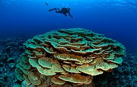 Click image for larger version

Name:	wicked big coral.jpg‎
Views:	424
Size:	62.4 KB
ID:	645