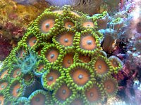 Click image for larger version

Name:	zoanthids-and-aiptasia.jpg
Views:	221
Size:	130.5 KB
ID:	6595