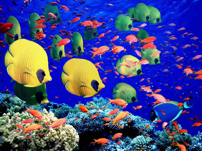 Name:  Great-Barrier-Reef-Holiday-Reef-Fish.jpg
Views: 39818
Size:  112.9 KB