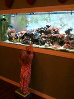 Click image for larger version

Name:	fish tank.jpg
Views:	236
Size:	77.5 KB
ID:	78