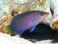 Click image for larger version

Name:	six line wrasse.jpg‎
Views:	487
Size:	32.8 KB
ID:	7821