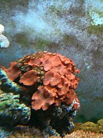 Click image for larger version

Name:	corals3.jpg
Views:	216
Size:	93.7 KB
ID:	80
