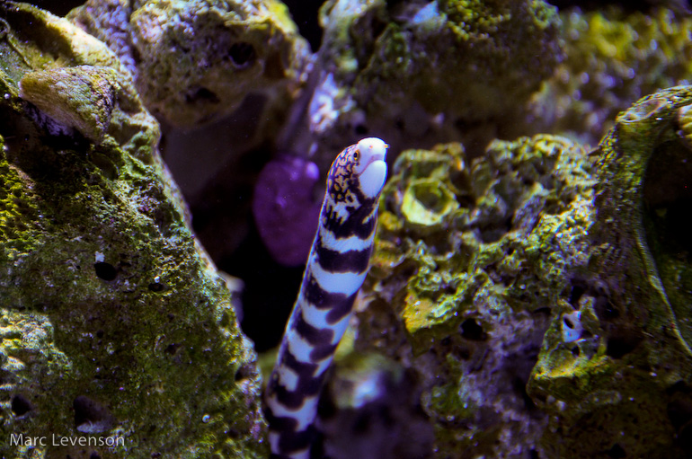 Click image for larger version

Name:	snowflake-eel-1.jpg
Views:	2866
Size:	252.3 KB
ID:	8155