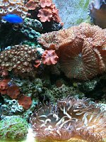 Click image for larger version

Name:	corals2.jpg
Views:	209
Size:	100.0 KB
ID:	82