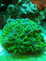 Click image for larger version

Name:	corals5.jpg
Views:	175
Size:	94.7 KB
ID:	83