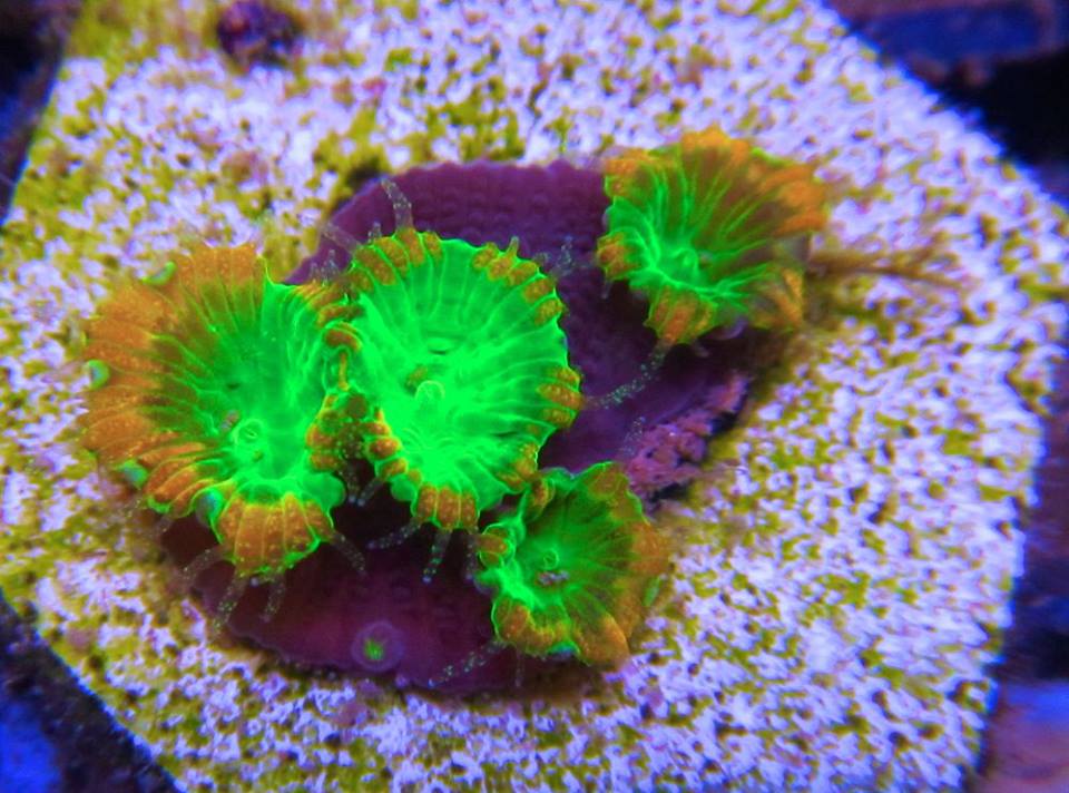 Name:  reefkoi-coral.jpg
Views: 3552
Size:  99.0 KB
