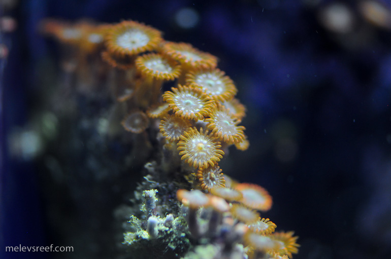 Name:  zoas-6.jpg
Views: 1835
Size:  120.8 KB